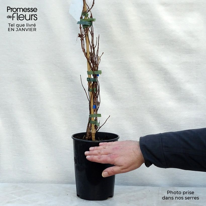 Example of Schizophragma hydrangeoides Moonlight Pot van 2 l/3 l as you get in hiver