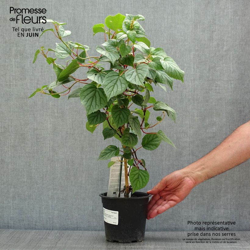 Exemplaar van Schizophragma hydrangeoides Moonlight - Schijnhortensia Pot van 2 l/3 l zoals geleverd in de zomer