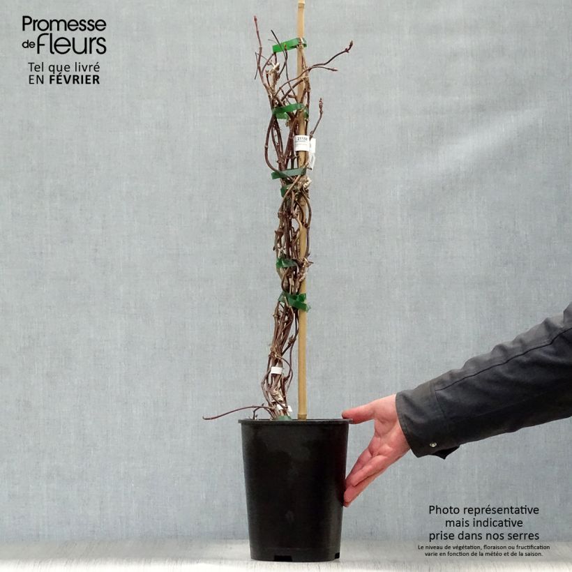 Example of Schizophragma hydrangeoides Rose Sensation (Roseum) Pot van 2 l/3 l as you get in hiver