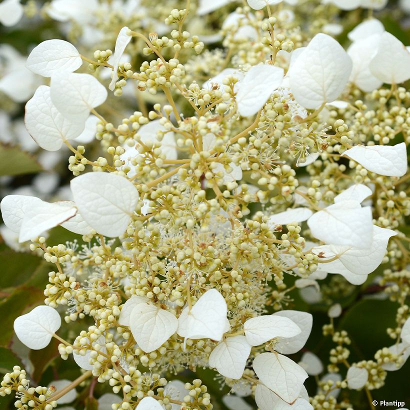 Schizophragma hydrangeoides Snow Sensation - Valse klimhortensia (Bloei)