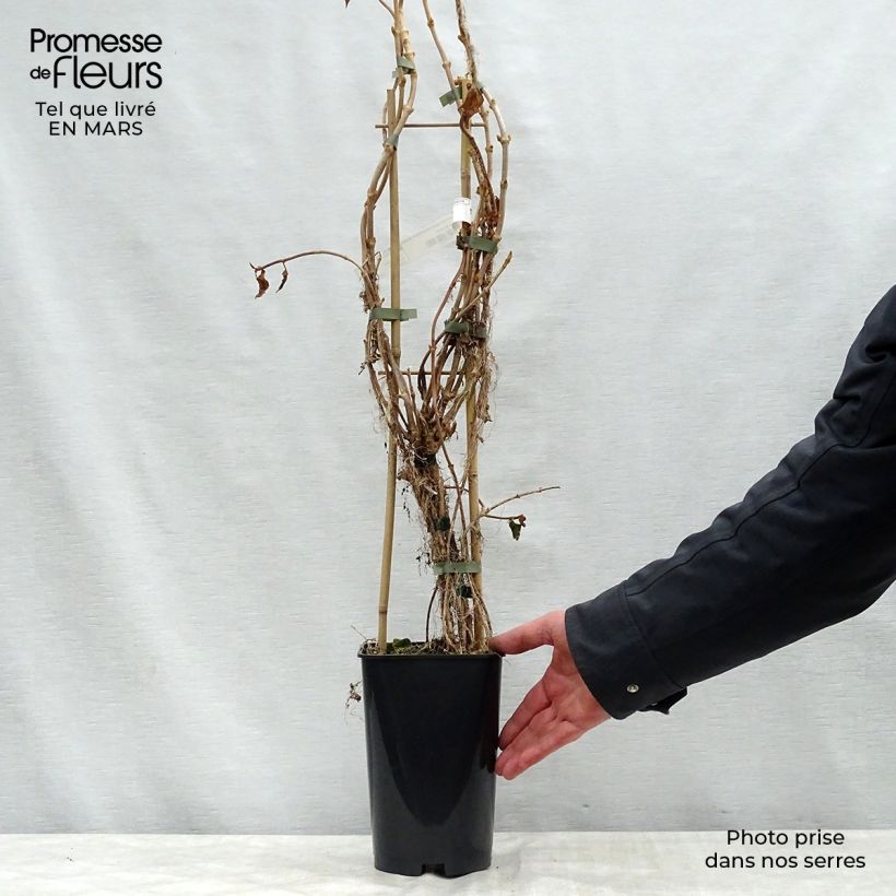 Exemplaar van Schizophragma hydrangeoides Windmills - Valse klimhortensia Pot van 2 l/3 l zoals geleverd in de lente