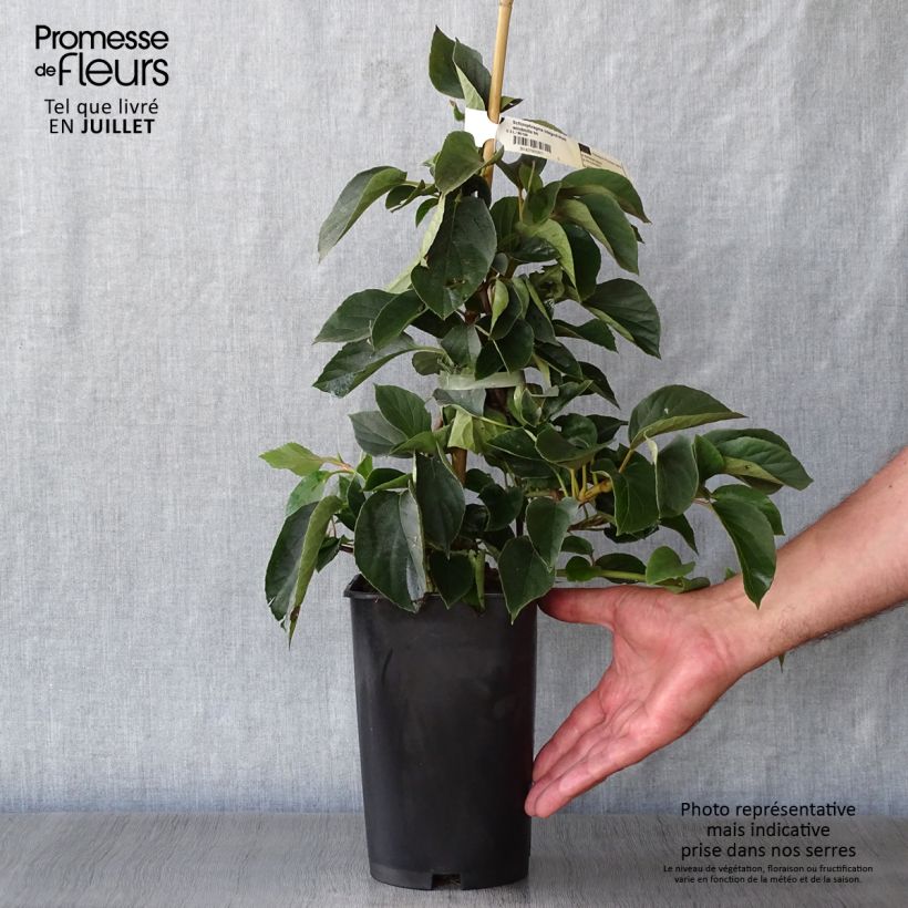 Exemplaar van Schizophragma hydrangeoides Windmills - Valse klimhortensia Pot van 2 l/3 l zoals geleverd in de zomer