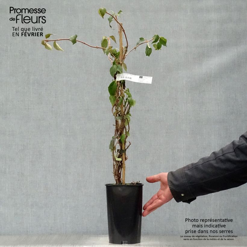 Example of Schizophragma hydrangeoides Windmills Pot van 2 l/3 l as you get in hiver