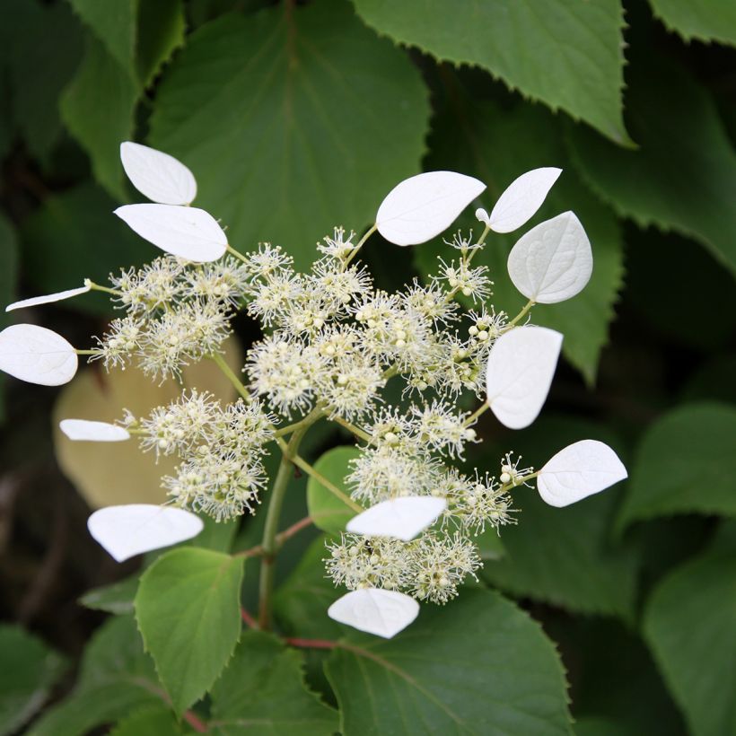 Schizophragma integrifolia - Valse klimhortensia (Bloei)