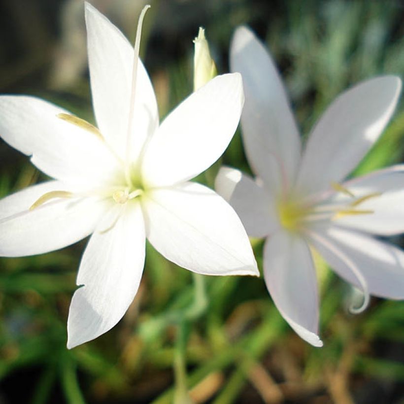 Schizostylis coccinea Alba - Moerasgladiool (Flowering)