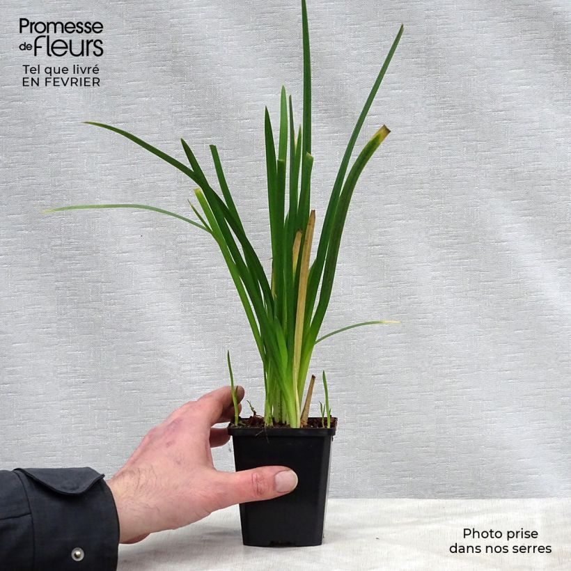 Example of Schizostylis cocc.Mrs Hegarty - Lis des Cafres Kweekpotje van 8/9 cm as you get in hiver