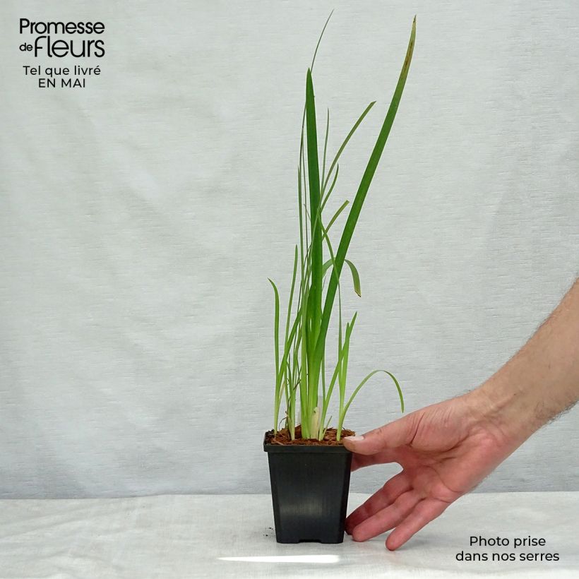 Exemplaar van Schizostylis coccinea Mrs Hegarty - Moerasgladiool Kweekpotje van 8/9 cm zoals geleverd in de lente