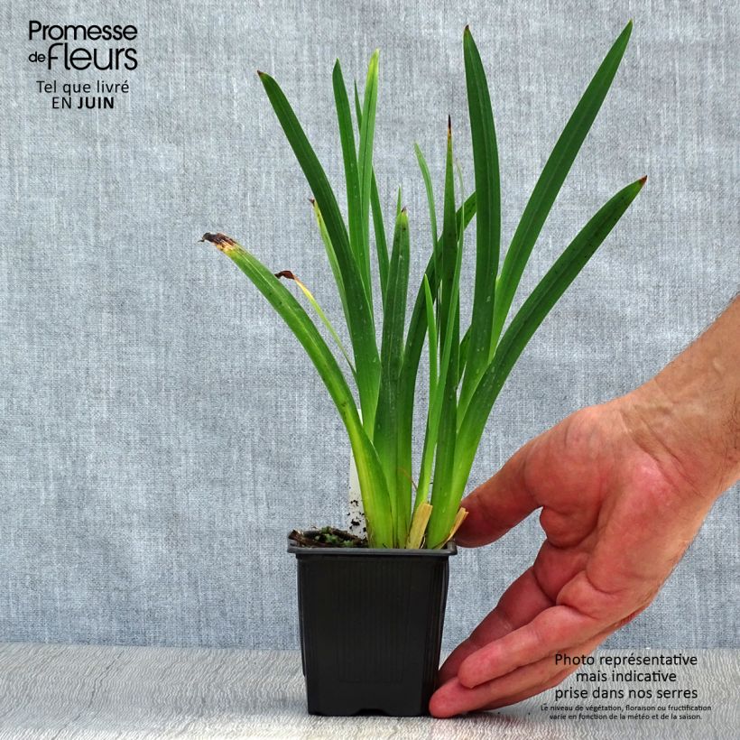 Exemplaar van Schizostylis coccinea Mrs Hegarty - Moerasgladiool Kweekpotje van 8/9 cm zoals geleverd in de zomer