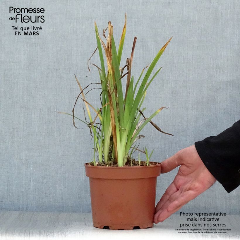 Example of Schizostylis cocc.Mrs Hegarty - Lis des Cafres Pot van 2 l/3 l as you get in printemps