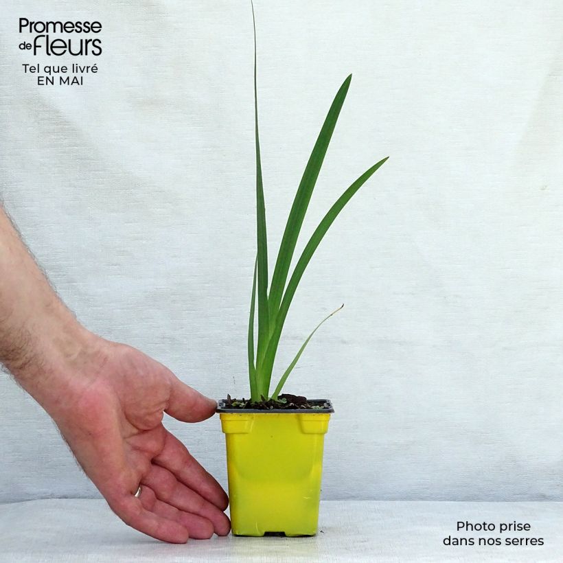 Exemplaar van Schizostylis coccinea Alba - Moerasgladiool Kweekpotje van 7/8 cm zoals geleverd in de lente