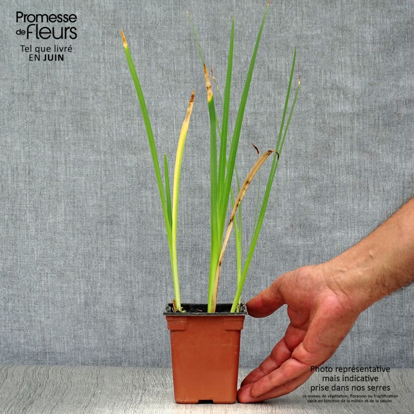 Exemplaar van Schizostylis coccinea Alba - Moerasgladiool Kweekpotje van 7/8 cm zoals geleverd in de zomer