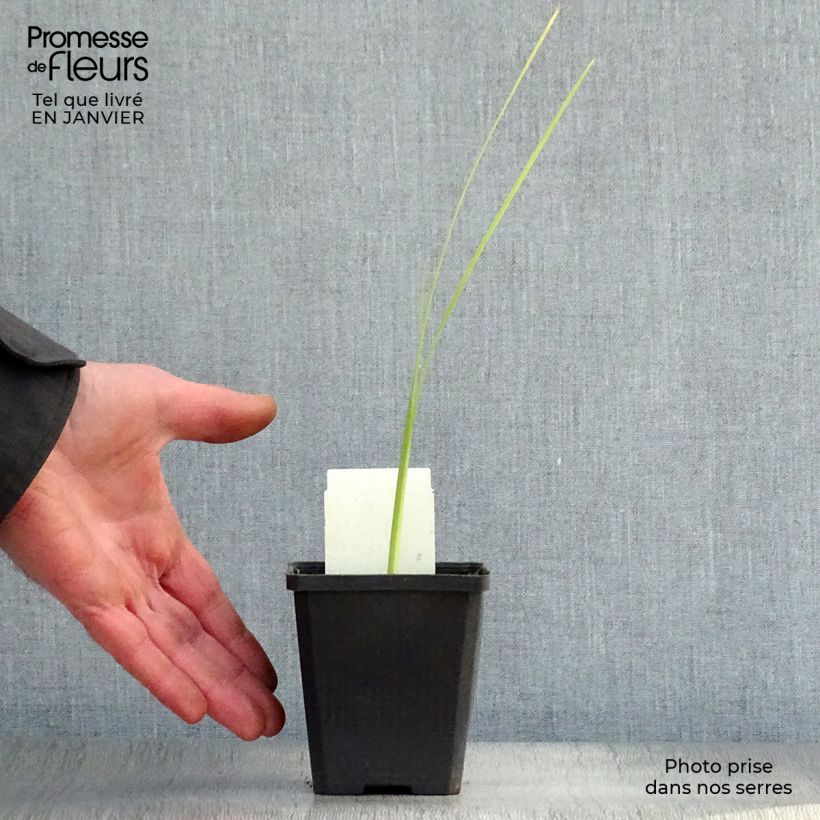 Example of Schizostylis coccinea Alba - Moerasgladiool Kweekpotje van 7/8 cm as you get in hiver