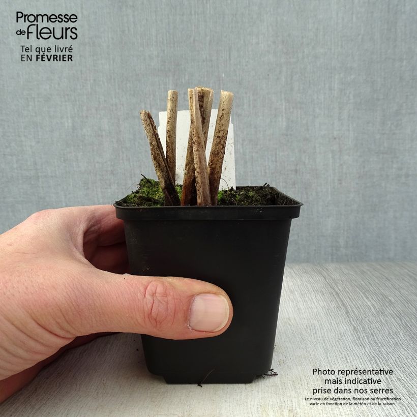 Example of Schoenoplectus lacustris Albescens - Scirpe aigu panaché Kweekpotje van 8/9 cm as you get in hiver