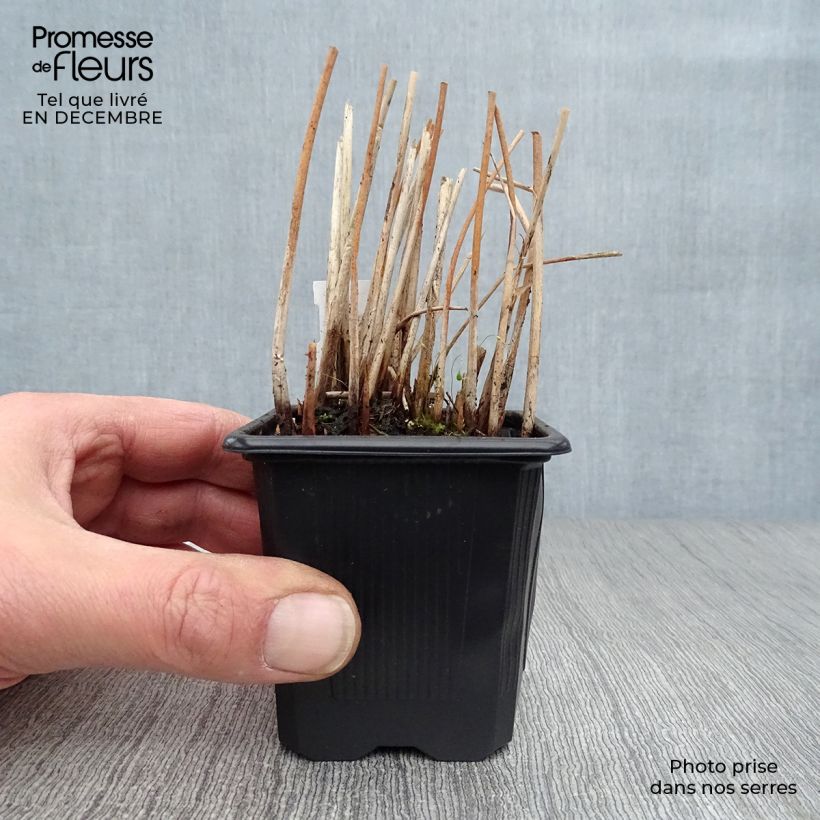 Example of Schoenoplectus tabernaemontani Zebrinus - Scirpe aigu à tiges zébrées Kweekpotje van 8/9 cm as you get in hiver