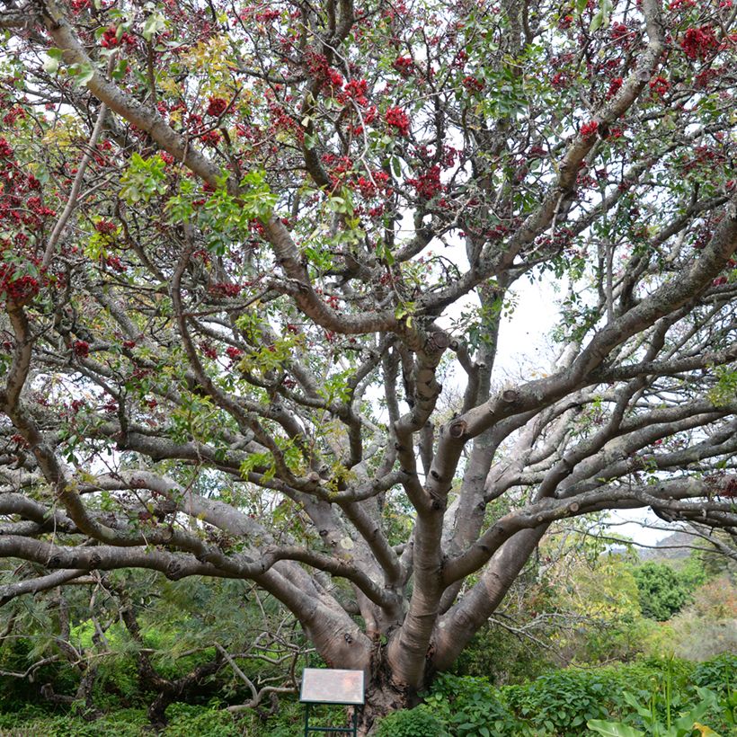 Schotia brachypetala - Haricot pleureur (Groeiplaats)