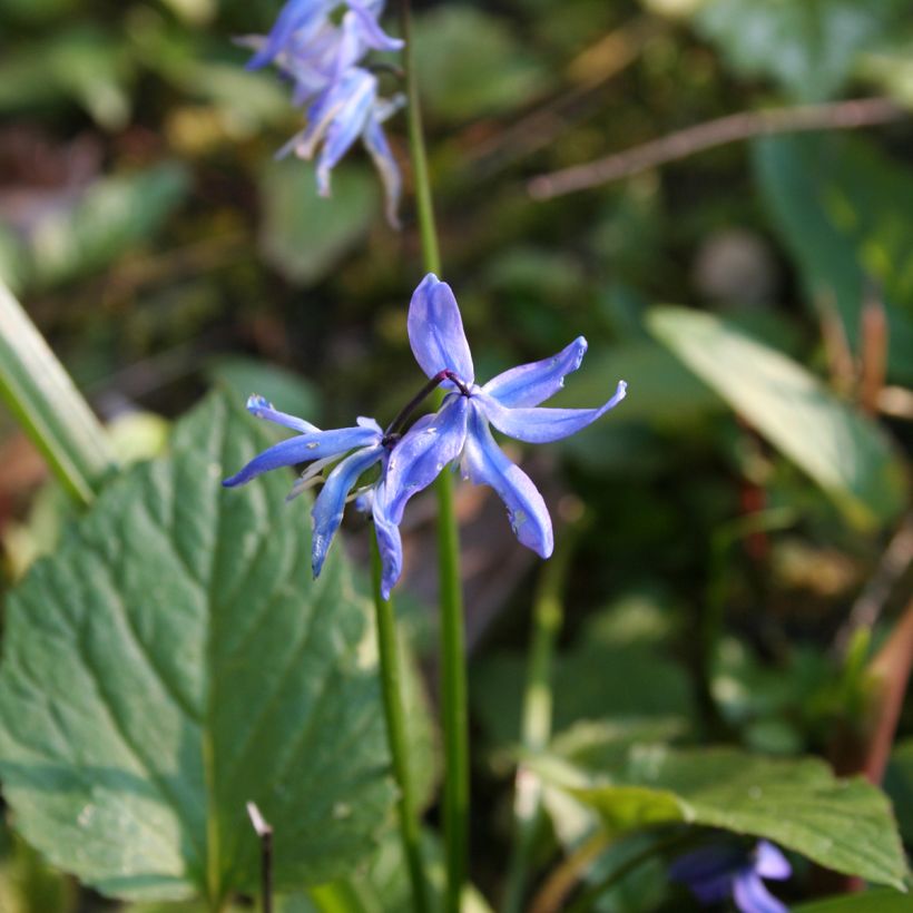 Scilla siberica - Oosterse sterhyacint (Bloei)