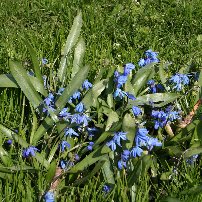 Scilla siberica - Oosterse sterhyacint (Groeiplaats)