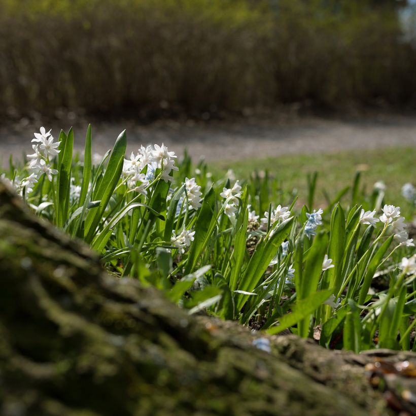 Scilla siberica Alba - Oosterse sterhyacint (Groeiplaats)