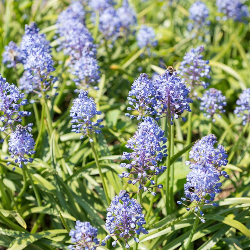 Scilla litardierei - Vroege sterhyacint (Groeiplaats)