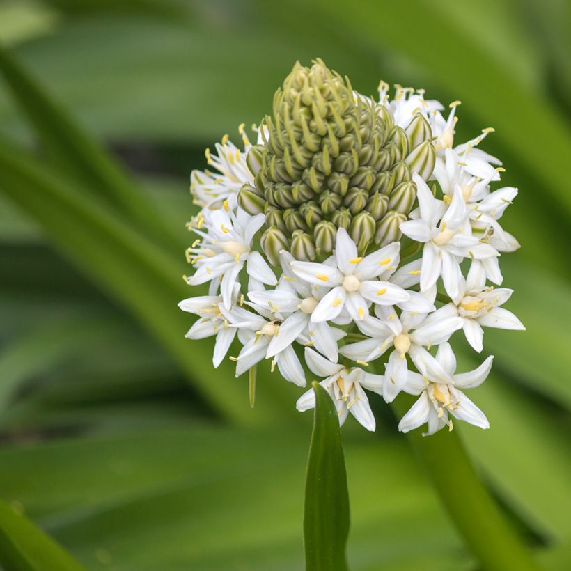 Scilla peruviana White Moon - Sterhyacint (Bloei)