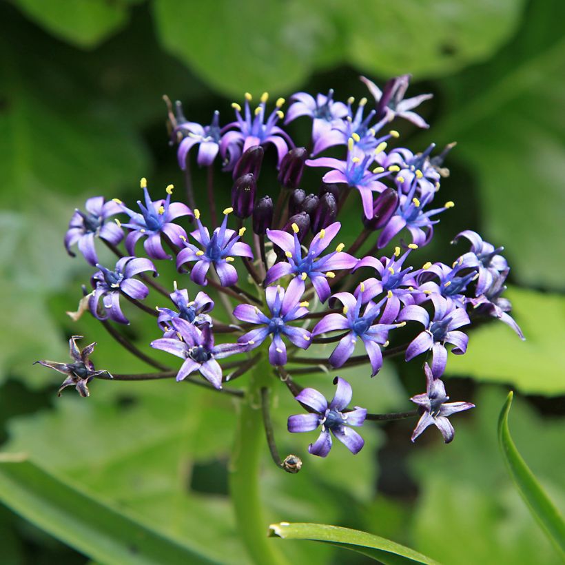 Scilla peruviana (Bloei)