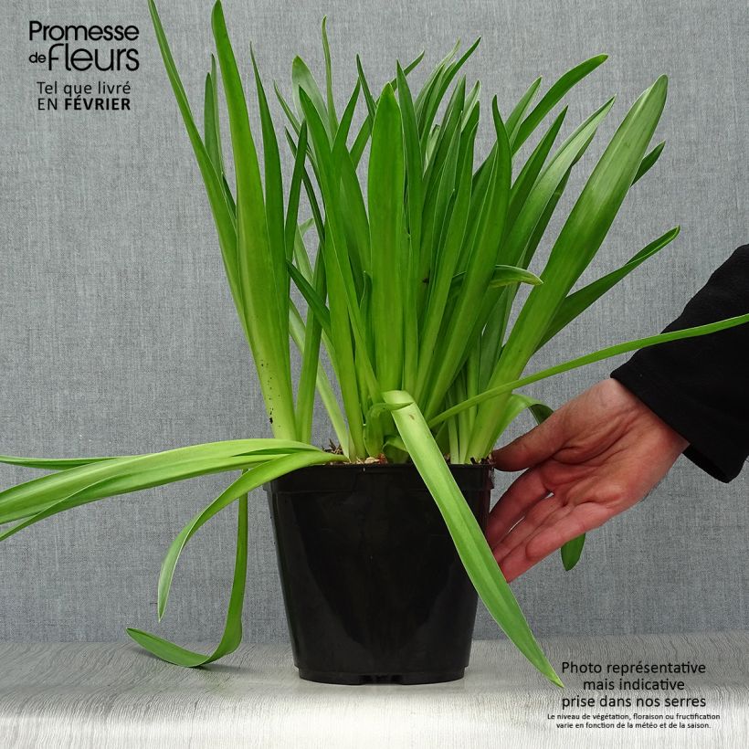 Example of Scilla peruviana Pot van 2 l/3 l as you get in hiver