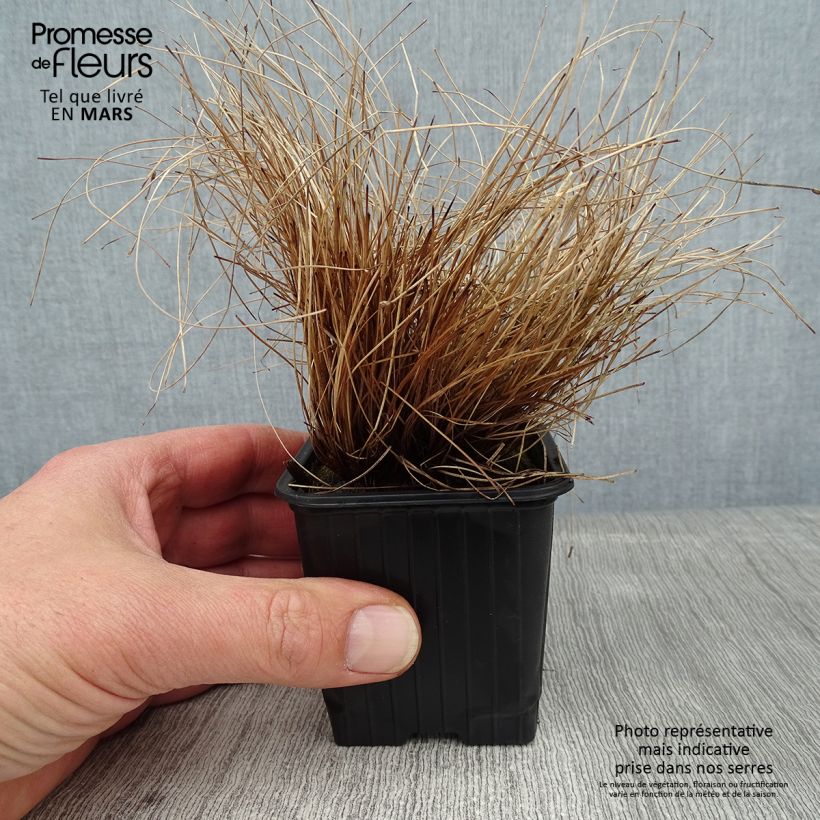 Example of Scirpus cernuus - Souchet penché Kweekpotje van 7/8 cm as you get in hiver