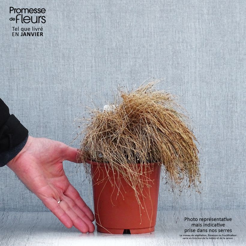 Example of Scirpus cernuus - Souchet penché Pot van 1 l/1,5 l as you get in hiver