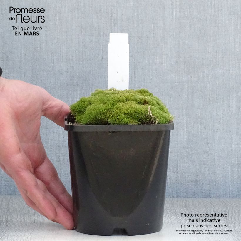 Exemplaar van Scleranthus uniflorus - Nieuw-Zeelands mos Pot van 1,5 l/2 l zoals geleverd in de lente