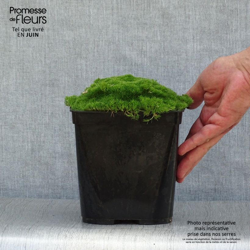 Exemplaar van Scleranthus uniflorus - Nieuw-Zeelands mos Pot van 3 l/4 l zoals geleverd in de zomer