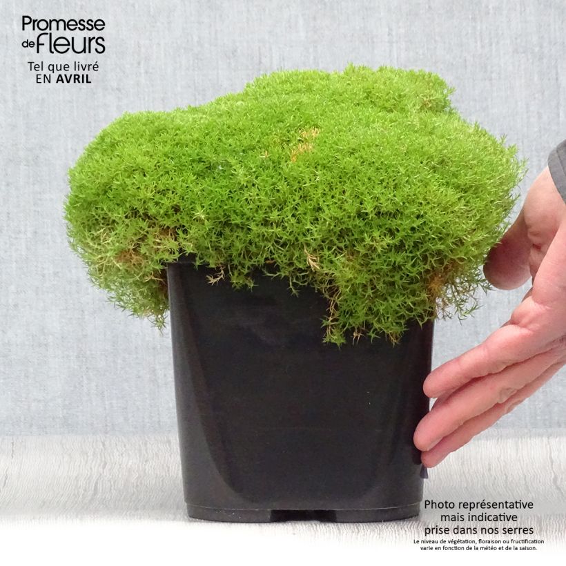 Exemplaar van Scleranthus uniflorus - Nieuw-Zeelands mos Pot van 3 l/4 l zoals geleverd in de lente