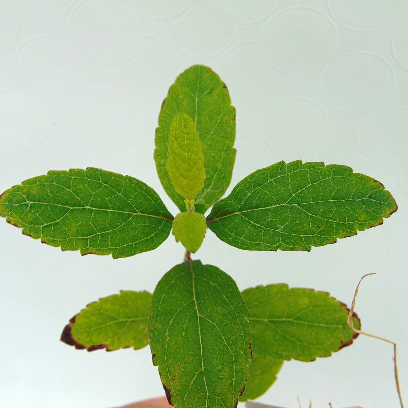 Scutellaria incana - Glidkruid (Foliage)