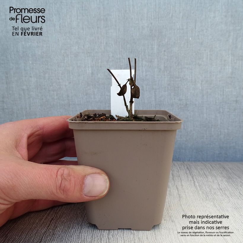 Example of Scutellaria Incana, Scutellaire Kweekpotje van 8/9 cm as you get in hiver