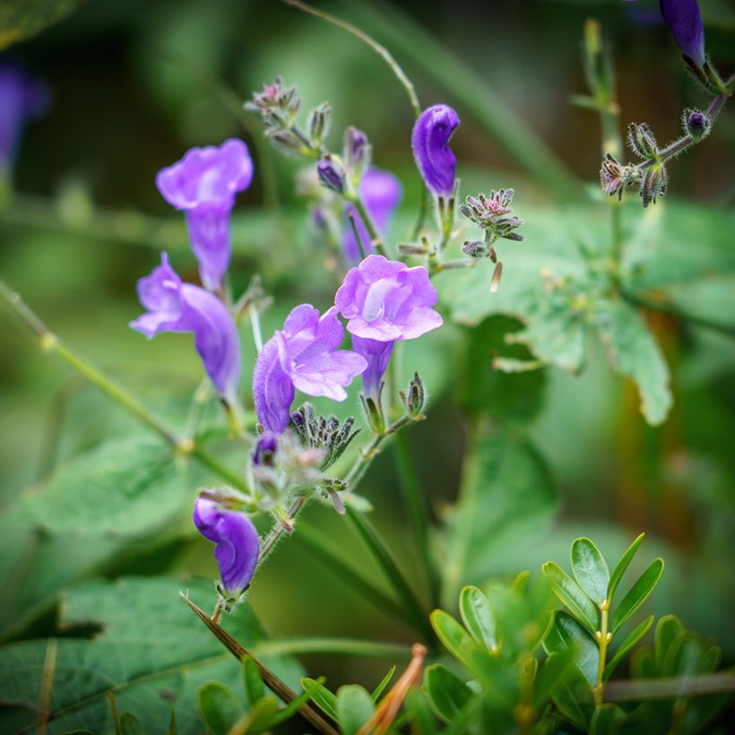 Scutellaria incana - Glidkruid (Bloei)