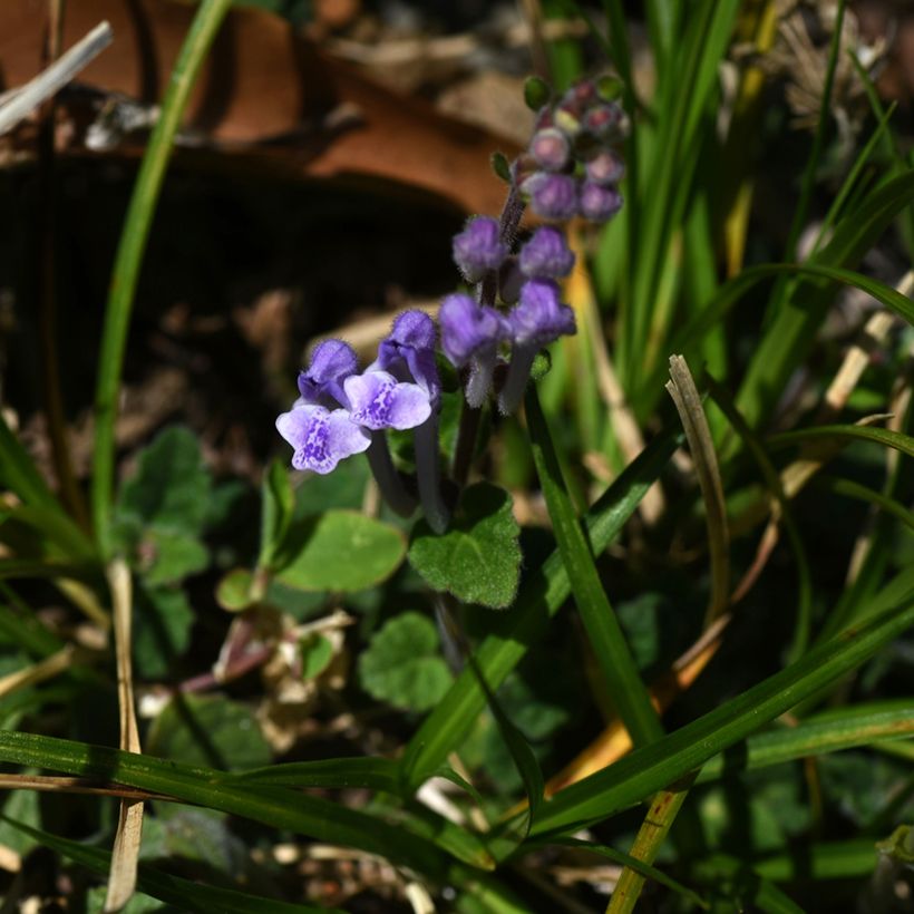 Scutellaria indica var. parviflora - Kleine helmkruid (Bloei)