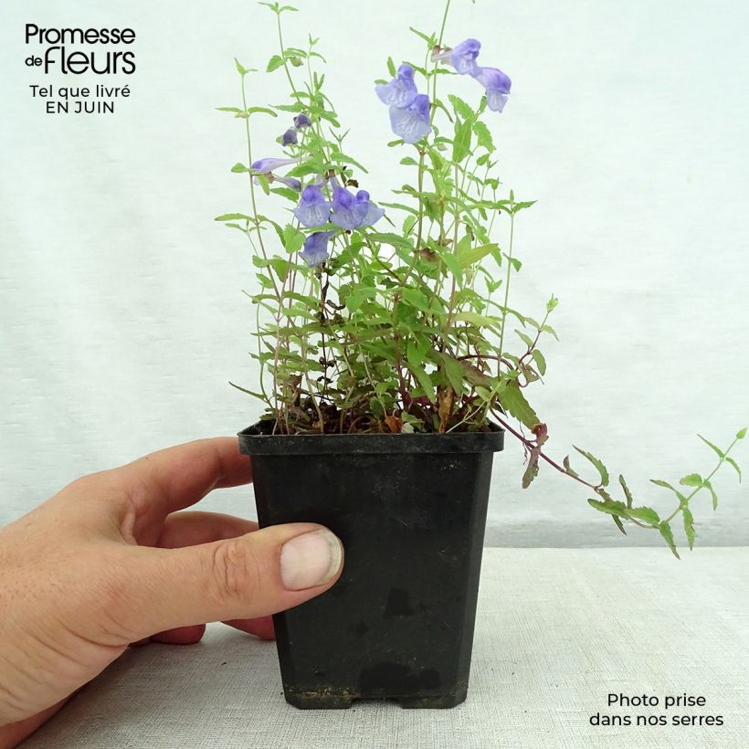 Exemplaar van Scutellaria scordiifolia - Glidkruid Kweekpotje van 8/9 cm zoals geleverd in de zomer