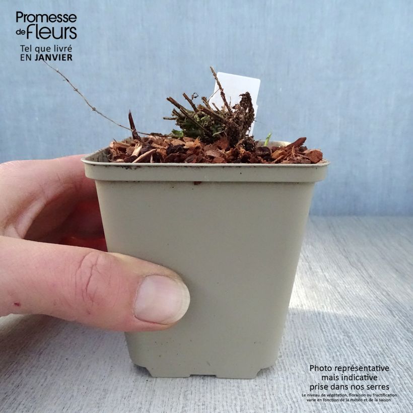 Example of Scutellaria scordiifolia - Glidkruid Kweekpotje van 8/9 cm as you get in hiver