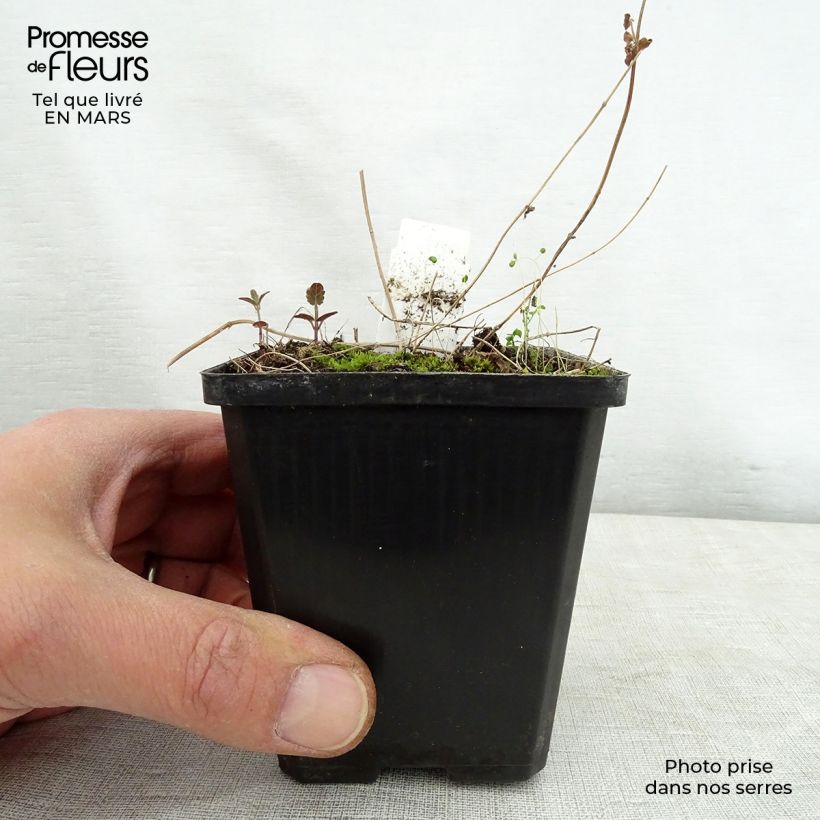 Exemplaar van Scutellaria scordiifolia - Glidkruid Kweekpotje van 8/9 cm zoals geleverd in de lente