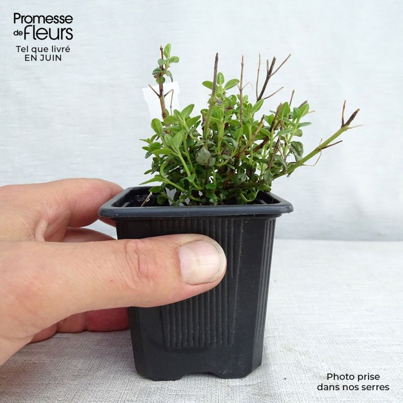 Exemplaar van Scutellaria suffrutescens Kweekpotje van 8/9 cm zoals geleverd in de zomer