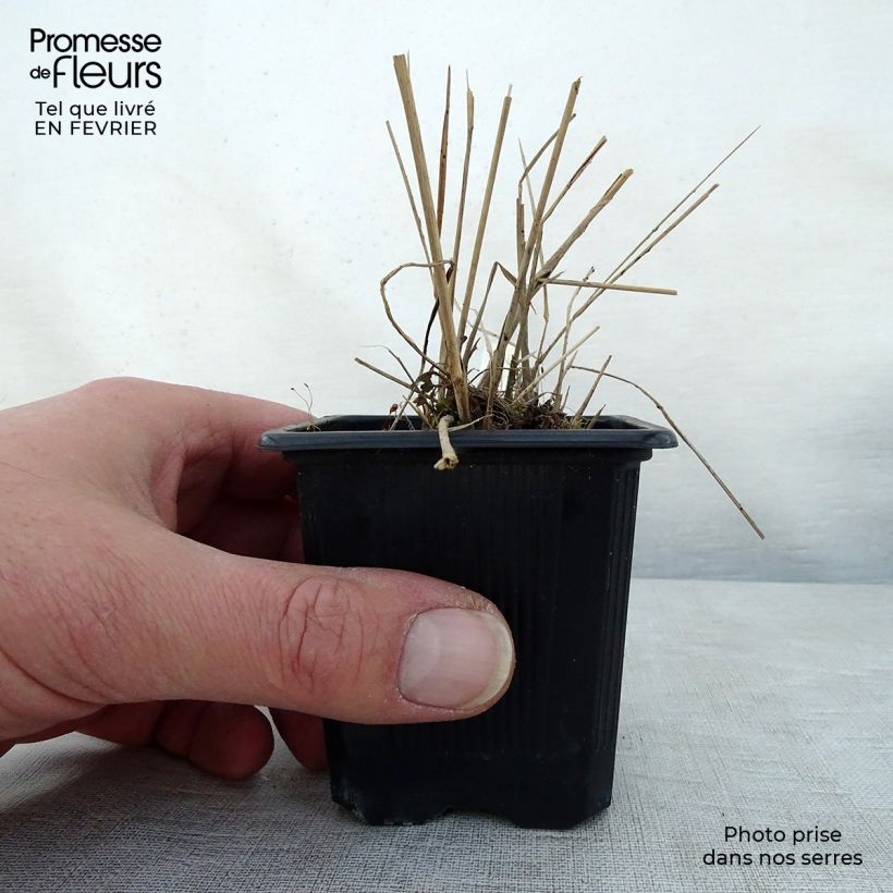 Example of Scutellaria suffrutescens Kweekpotje van 8/9 cm as you get in hiver