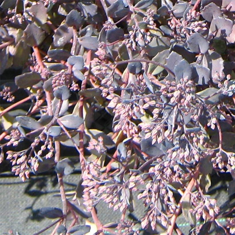 Sedum Bertram Anderson - Hemelsleutel (Flowering)
