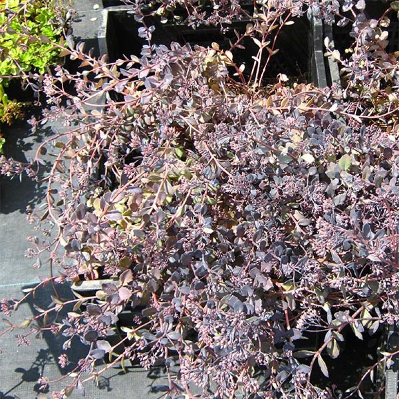 Sedum Bertram Anderson - Hemelsleutel (Plant habit)