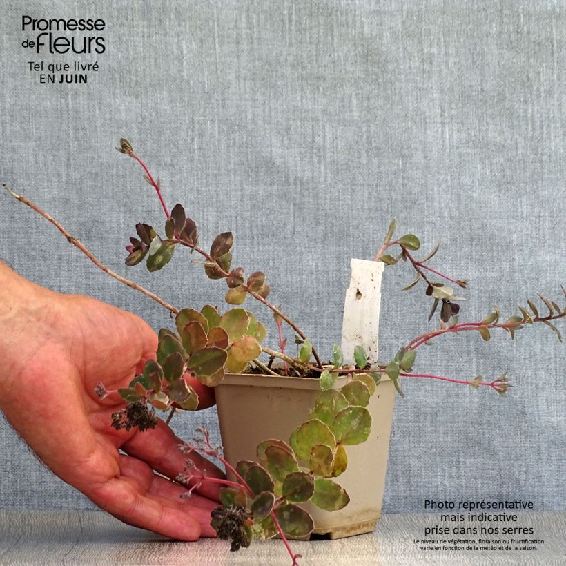 Exemplaar van Sedum Bertram Anderson - Hemelsleutel Kweekpotje van 8/9 cm zoals geleverd in de zomer