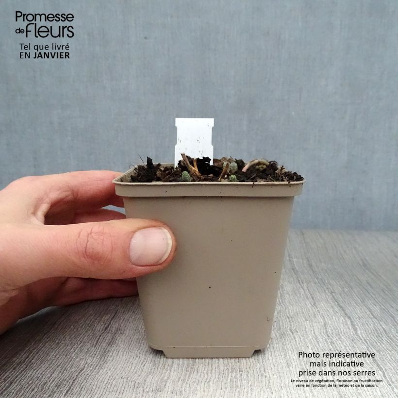 Example of Sedum Bertram Anderson - Hemelsleutel Kweekpotje van 8/9 cm as you get in hiver