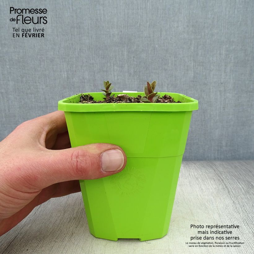 Example of Sedum Black Knight Pot van 1 l/1,5 l as you get in hiver