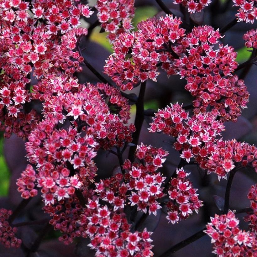Sedum Sunsparkler Blue Pearl - Hemelsleutel (Flowering)