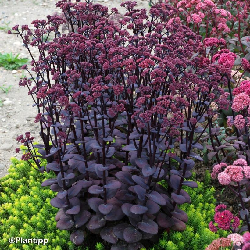 Sedum Sunsparkler Blue Pearl - Hemelsleutel (Plant habit)