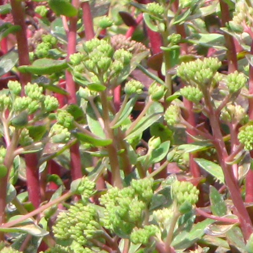 Sedum spectabile Carl - Hemelsleutel (Foliage)