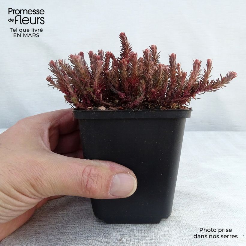 Example of Sedum Chocolate Ball - Hemelsleutel Kweekpotje van 8/9 cm as you get in hiver