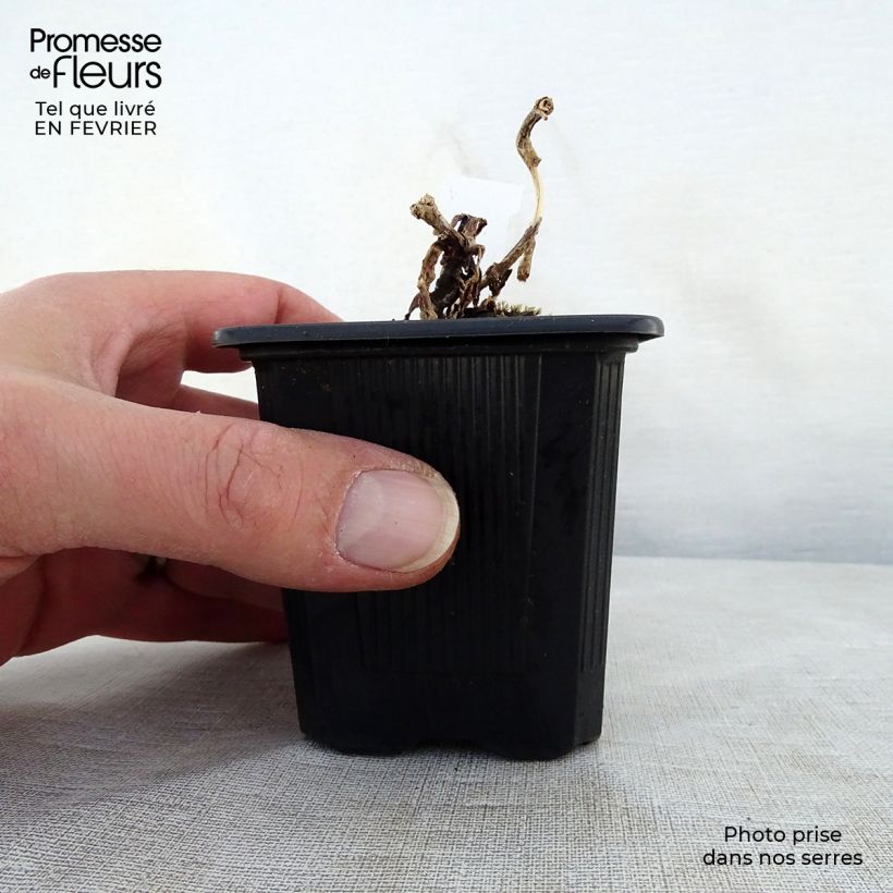 Example of Sedum telephium Chocolate Cherry - Hemelsleutel Kweekpotje van 8/9 cm as you get in hiver